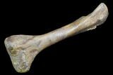 Juvenile Hadrosaur (Edmontosaurus) Tibia - Montana #87019-3